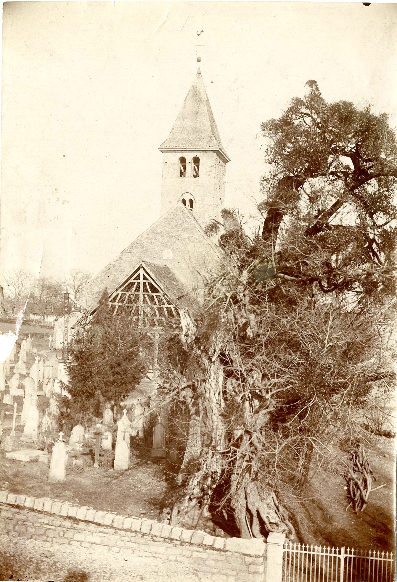 Photographie du tilleul de Sagy (1T 279, pièce 3).